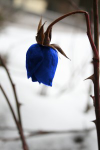 sad-rose